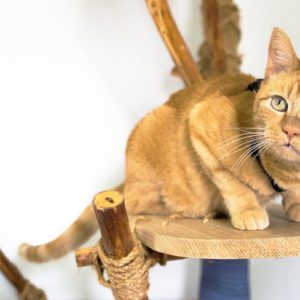 cat tree